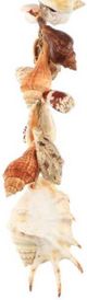 A & B Home Brown/White Ocean Treasures Shell-1