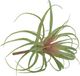A & B Home Green/Pink Air Grass Plant-0