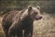 StyleCraft Bear View Wall Art-1
