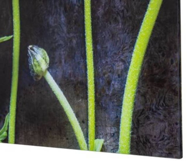 YHD Ranunculus I Wall Art-4