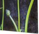 YHD Ranunculus I Wall Art-4