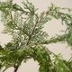 Magnolia Home by Joanna Gaines Green Real Touch Cedar Mix Stem-1