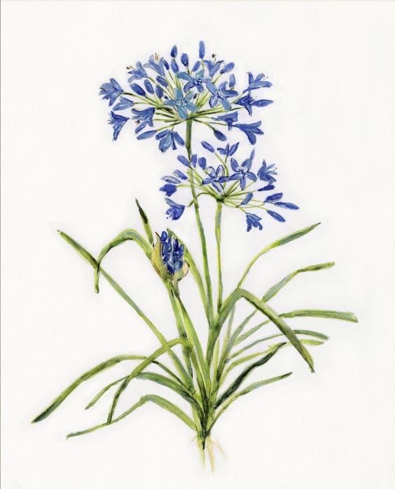 Classy Living Sally Swatland Blue Lively Botanical I Wall Art-1