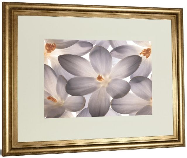 Classy Living Assaf Frank Petal Perfect 40"W Wall Art-3