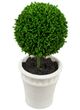 A & B Home 2-Piece Cream/Green Mini Faux Potted Topiaries Set-1