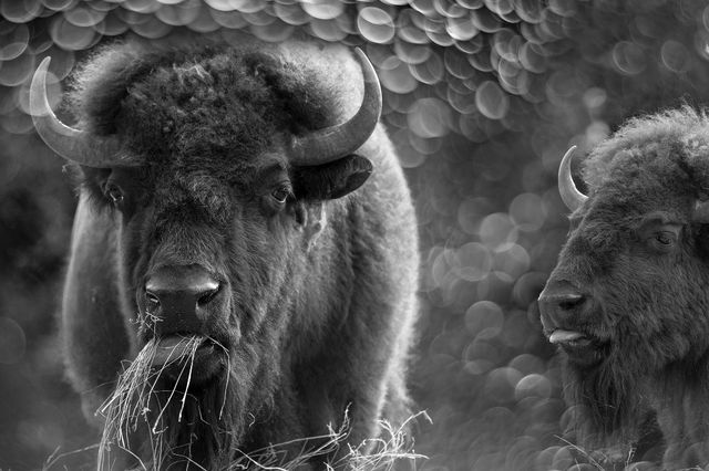 Classy Living Bison Duo Wall Art-0