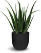 Le Present Aloe Green Faux Botanical-0