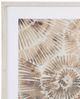 Bassett Mirror Fossil Nautilus lI Framed Print-1