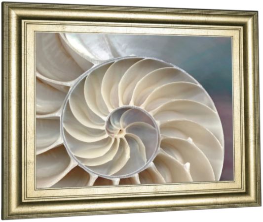Classy Living Levine, A Nautilus Wall Art-3