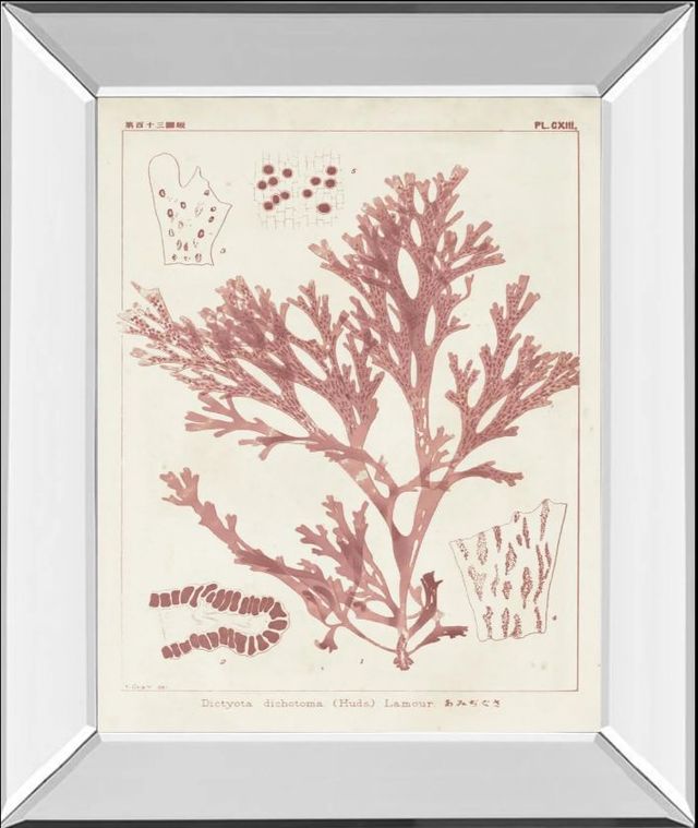 Classy Art Antique Coral Seaweed I by Vision Studio Mirror Framed Wall Art-0