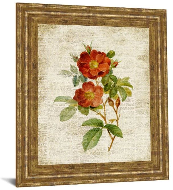 Classy Art Roses on Newsprint II by Lanie Loreth Framed Print Wall Art-1