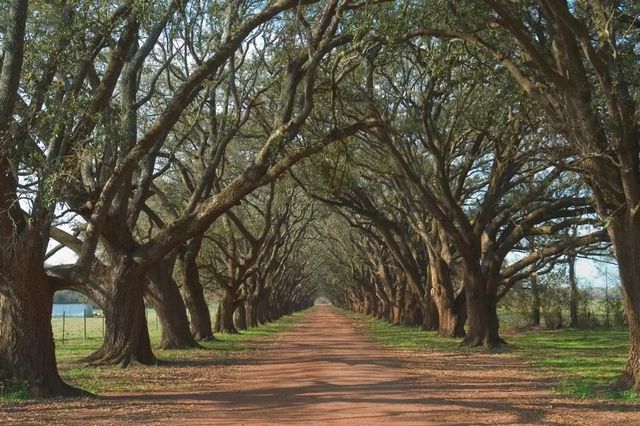 Classy Art Oak Alley by Alexey Wall Art-0