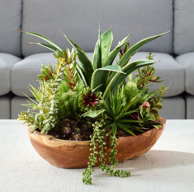 Uttermost® Salar Natural Succulents-1