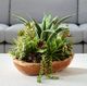 Uttermost® Salar Natural Succulents-1