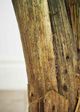 Le Present Ravenala Green 52" Faux Botanical-4