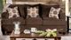 Furniture of America® Wessington Chocolate Sofa-0