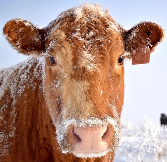 Classy Art Cold Cow Wall Art-1