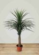 Le Present Yucca Green Faux Botanical-3