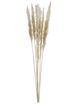A & B Home Cream Dried Natural Pampas Grass Bundle-0