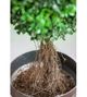 A & B Home Green 3' Artificial Boxwood Tree in Brown Pot-2