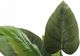 Monarch Specialties Inc. Green/Black 37" Artificial Potted Aureum Tree-2
