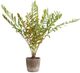 Uttermost® Zamia Brown/Green Palm Accent In Planter-2