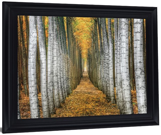 Classy Living Golden Birch Passage Wall Art-2