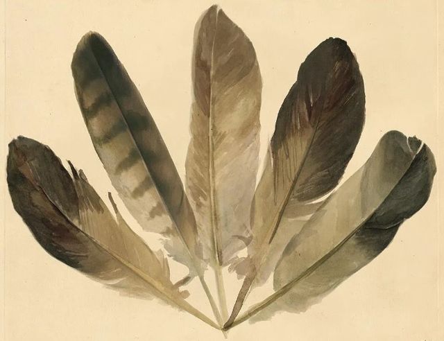 Classy Art Five Feathers by Stellar Design Studio Wall Art-1