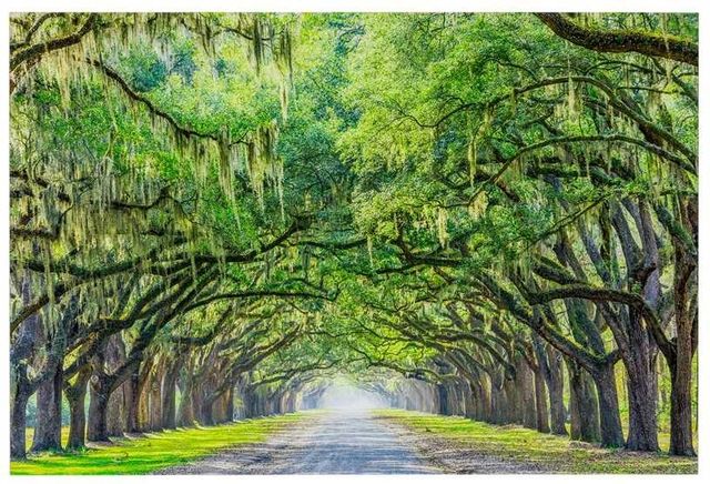 YHD Savannah Wall Art-0
