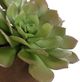 Uttermost® Sable Orchid Green/Terracotta Succulent Accent in Pot-5