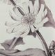 A & B Home 4-Piece Black/White Pencil Art Flower Print Set-4