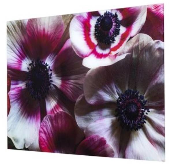 YHD Anemone I Wall Art-2