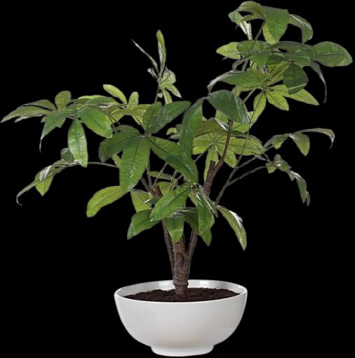 Uttermost® Pachira Money Lush Green Tree-0