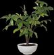 Uttermost® Pachira Money Lush Green Tree-0
