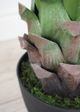Le Present Agave Green Faux Botanical-2