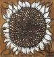 Stylecraft November Sunflower Wall Art-1
