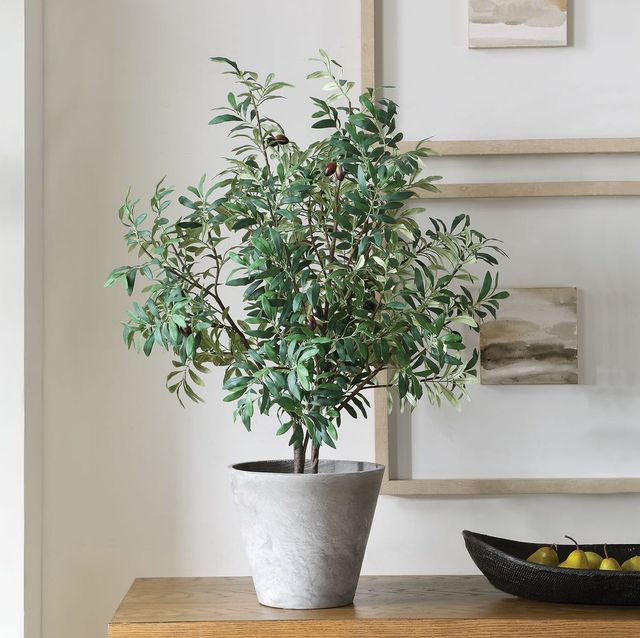 Uttermost® Marisol Gray/Green Potted Olive Plant-1