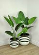 Le Present Stripe White And Black 16" Planter-3