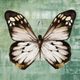 Stylecraft Green Butterfly Framed Print-1