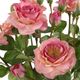 Uttermost® Adoration Rose Clear/Pink Bouquet-3