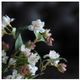 A & B Home Cream/Green Faux Apple Blossom Stem-4