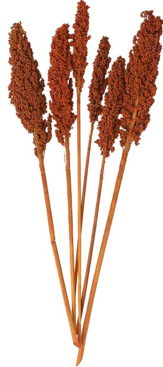 Deco Marche Orange Dried Plant Corn Maze Grass Natural Foliage with Long Stems-0
