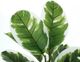 Monarch Specialties Inc. Green/Black 27" Artificial Potted Rubber-2