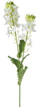 A & B Home Green Canola Flower Stem-1