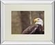 Classy Living Garytog Majestic Eagle Wall Art-0