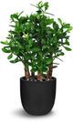 Le Present Jade Green 24" Faux Botanical Plant-0