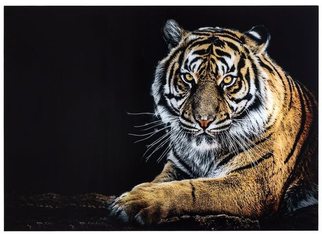 YHD Tigris II Wall Art-0