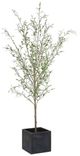 Uttermost® Abundance Charcoal/Green Potted Olive-0