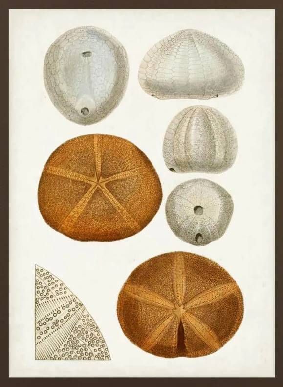 Classy Art Coastal Curiosity II by Uknown Wall Art-1