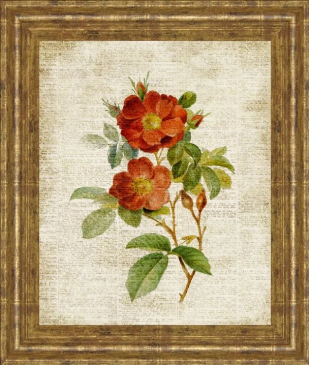 Classy Art Roses on Newsprint II by Lanie Loreth Framed Print Wall Art-0